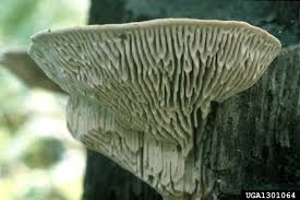 Attēlu rezultāti vaicājumam “Daedalea quercina”