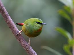 「綠羽毛」的圖片搜尋結果