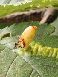 Attēlu rezultāti vaicājumam “Tetraneura ulmi”