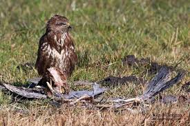 Attēlu rezultāti vaicājumam “Buteo buteo”