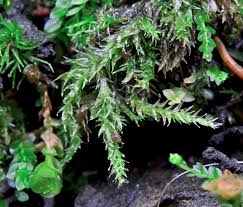 Attēlu rezultāti vaicājumam “Plagiothecium latebricola”