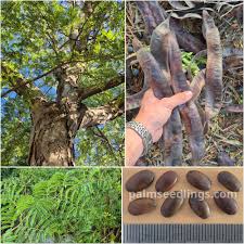 Attēlu rezultāti vaicājumam “Gleditsia triacanthos fruit”