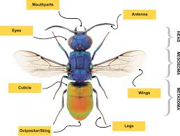 Attēlu rezultāti vaicājumam “Hymenoptera”