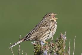 Image result for Emberiza calandra