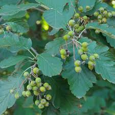Attēlu rezultāti vaicājumam “Sorbus intermedia fruit”