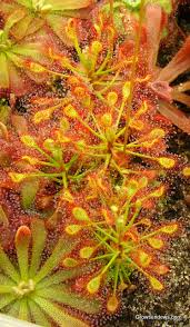 Attēlu rezultāti vaicājumam “Drosera anglica leaf”