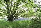 criss-crossing the Common, - via Daymix