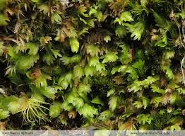 Attēlu rezultāti vaicājumam “Fissidens osmundoides”