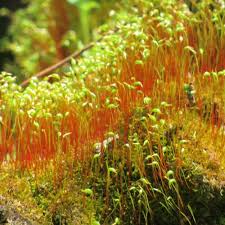 Attēlu rezultāti vaicājumam “Amblystegium serpens macro”