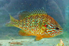 Image result for Lepomis gibbosus