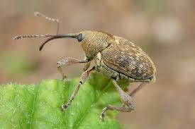 Attēlu rezultāti vaicājumam “Curculio nucum”