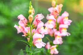 Attēlu rezultāti vaicājumam “Antirrhinum majus flower”