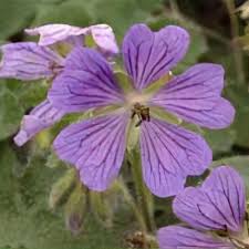 Attēlu rezultāti vaicājumam “Geranium bohemicum leaf”