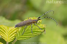 Attēlu rezultāti vaicājumam “Agapanthia villosoviridescens”