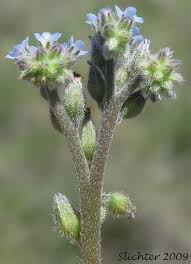 Attēlu rezultāti vaicājumam “Myosotis stricta”