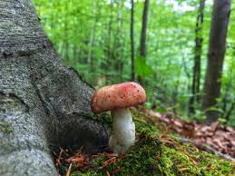 Attēlu rezultāti vaicājumam “Russula vesca”