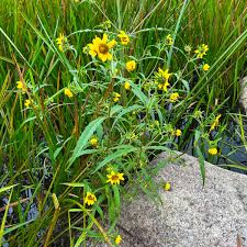Attēlu rezultāti vaicājumam “Bidens cernua flower”