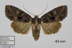 Attēlu rezultāti vaicājumam “Mniotype satura”