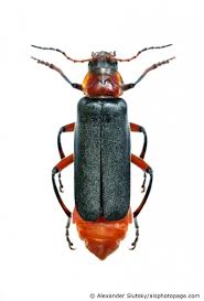 Attēlu rezultāti vaicājumam “Cantharis rustica”