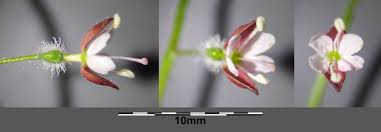 Attēlu rezultāti vaicājumam “Circaea lutetiana bud”