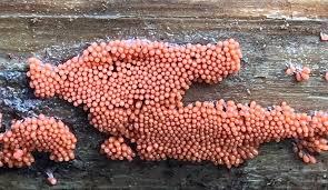 Attēlu rezultāti vaicājumam “Heterotrichia oerstedii (syn. Arcyria oerstedii) spores”