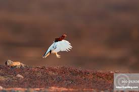 Attēlu rezultāti vaicājumam “Lagopus lagopus male”