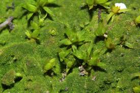 Attēlu rezultāti vaicājumam “Pogonatum nanum”