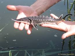 Image result for Acipenser oxyrinchus oxyrinchus