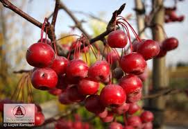 Attēlu rezultāti vaicājumam “Malus x zumi”