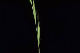 Attēlu rezultāti vaicājumam “Brachypodium sylvaticum fruit”