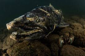 Image result for Ptychocheilus grandis