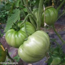 Afbeeldingsresultaat voor grubbs mystery green tomato