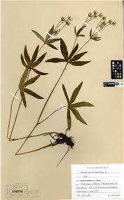 Attēlu rezultāti vaicājumam “Pseudobryum cinclidioides cells”