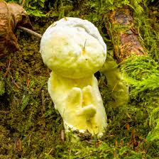 Attēlu rezultāti vaicājumam “Hypomyces chrysospermus”