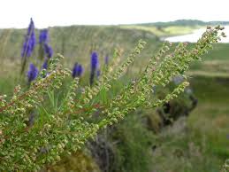 Attēlu rezultāti vaicājumam “Artemisia campestris leaf”