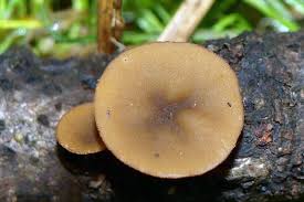 Attēlu rezultāti vaicājumam “Rutstroemia firma”