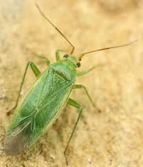 Attēlu rezultāti vaicājumam “Miridae”