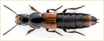 Attēlu rezultāti vaicājumam “Quedius dilatatus”