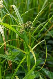 Attēlu rezultāti vaicājumam “Scirpus sylvaticus flower”