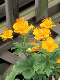 Attēlu rezultāti vaicājumam “Trollius europaeus leaf”