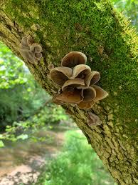 Attēlu rezultāti vaicājumam “Euura acutifoliae”