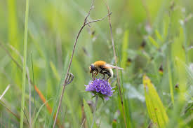 Attēlu rezultāti vaicājumam “Arctophila superbiens”