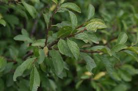 Attēlu rezultāti vaicājumam “Prunus spinosa leaf”