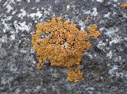 Attēlu rezultāti vaicājumam “Caloplaca scopularis”