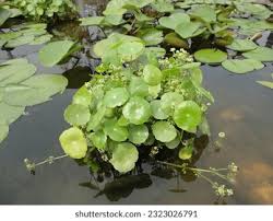 Attēlu rezultāti vaicājumam “Hydrocotyle vulgaris leaf”