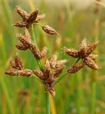 Attēlu rezultāti vaicājumam “Schoenoplectus lacustris subsp. lacustris”