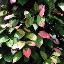 Attēlu rezultāti vaicājumam “Actinidia kolomikta”