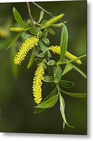 Attēlu rezultāti vaicājumam “Salix alba”