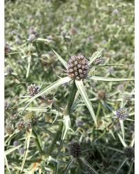 Image result for Blaudistel