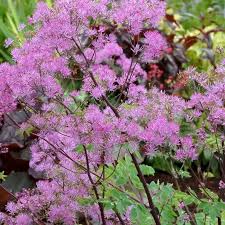 Attēlu rezultāti vaicājumam “Thalictrum aquilegifolium”